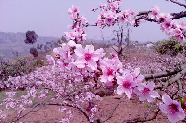 【2015礼泉桃花节】2015礼泉桃花节时间+地点+活动