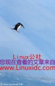 获奖的动物精灵 Linux代表企鹅上榜(图)