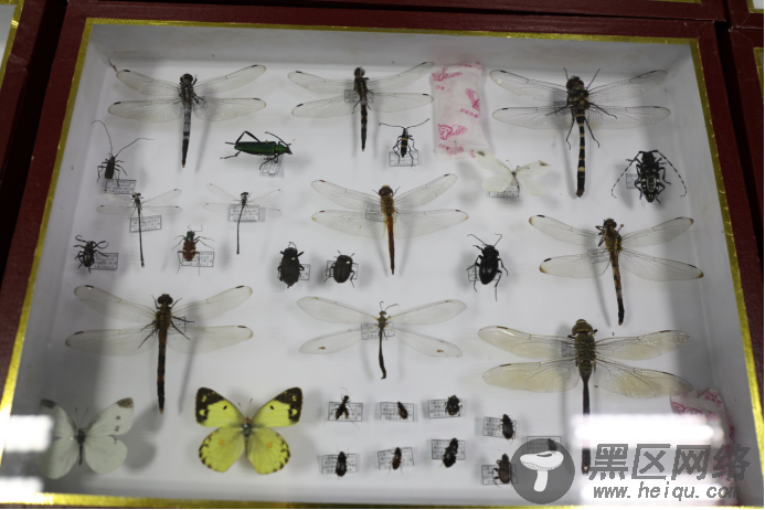 110万标本、DNA数据库……内蒙古科学家破译昆虫