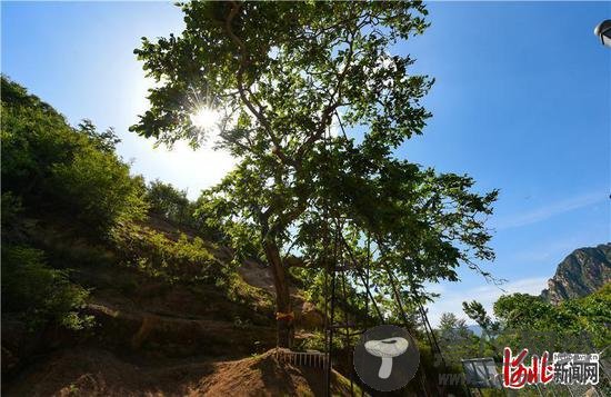 涿鹿县南将石村树龄200多年的野生核桃树。河北日报记者史晟全摄