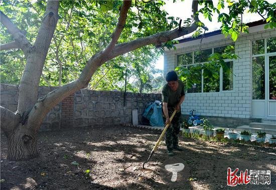  村民闫桂起在家中院子里的文玩核桃树下锄草。通过种植文玩核桃，他实现了脱贫致富。河北日报记者耿辉摄