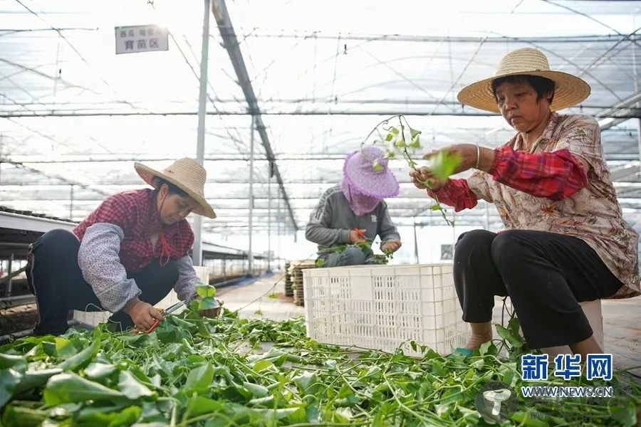 走向我们的小康生活｜解密红土地上的脱贫“王