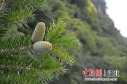 神农架珍稀濒危植物秦岭冷杉家底揭秘