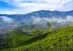 信陽浉河區：茶產業引領民富區強