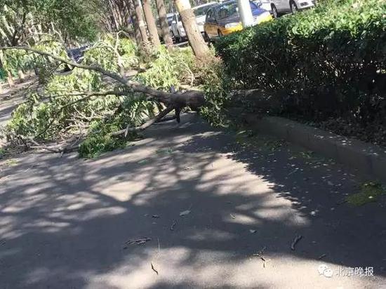 北京遭强风袭击4人身亡 航班经历惊魂一刻