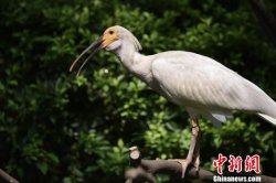 濒危物种朱�q在华南繁育成150多只种群